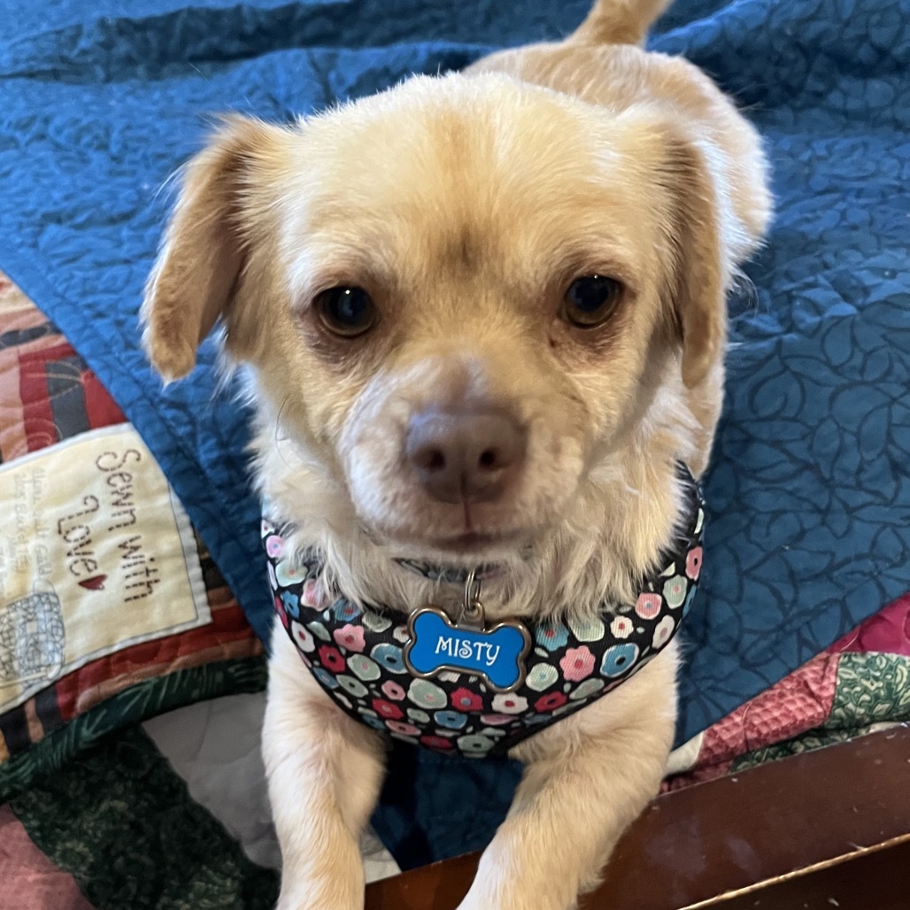 Bobbie, an adoptable Chihuahua, Spaniel in San Diego, CA, 92130 | Photo Image 1
