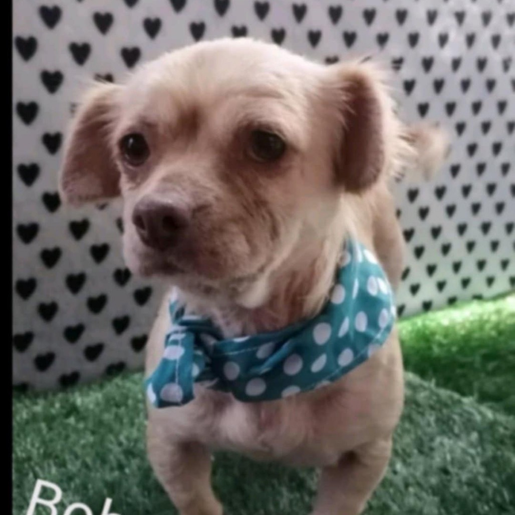 Bobbie, an adoptable Chihuahua, Spaniel in San Diego, CA, 92130 | Photo Image 2