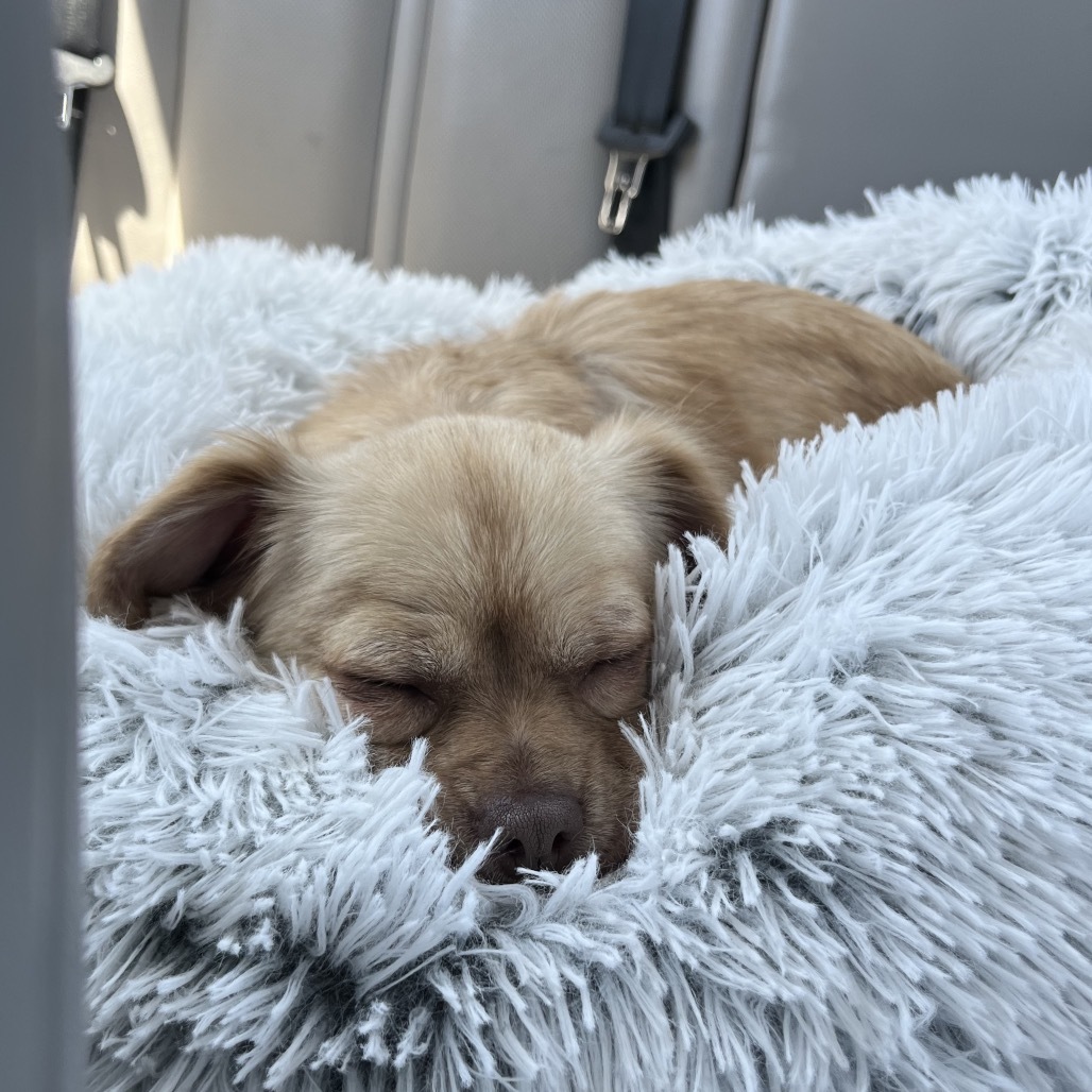 Bobbie, an adoptable Chihuahua, Spaniel in San Diego, CA, 92130 | Photo Image 3