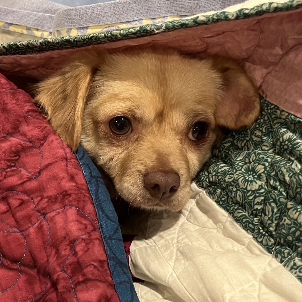 Bobbie, an adoptable Chihuahua, Spaniel in San Diego, CA, 92130 | Photo Image 4