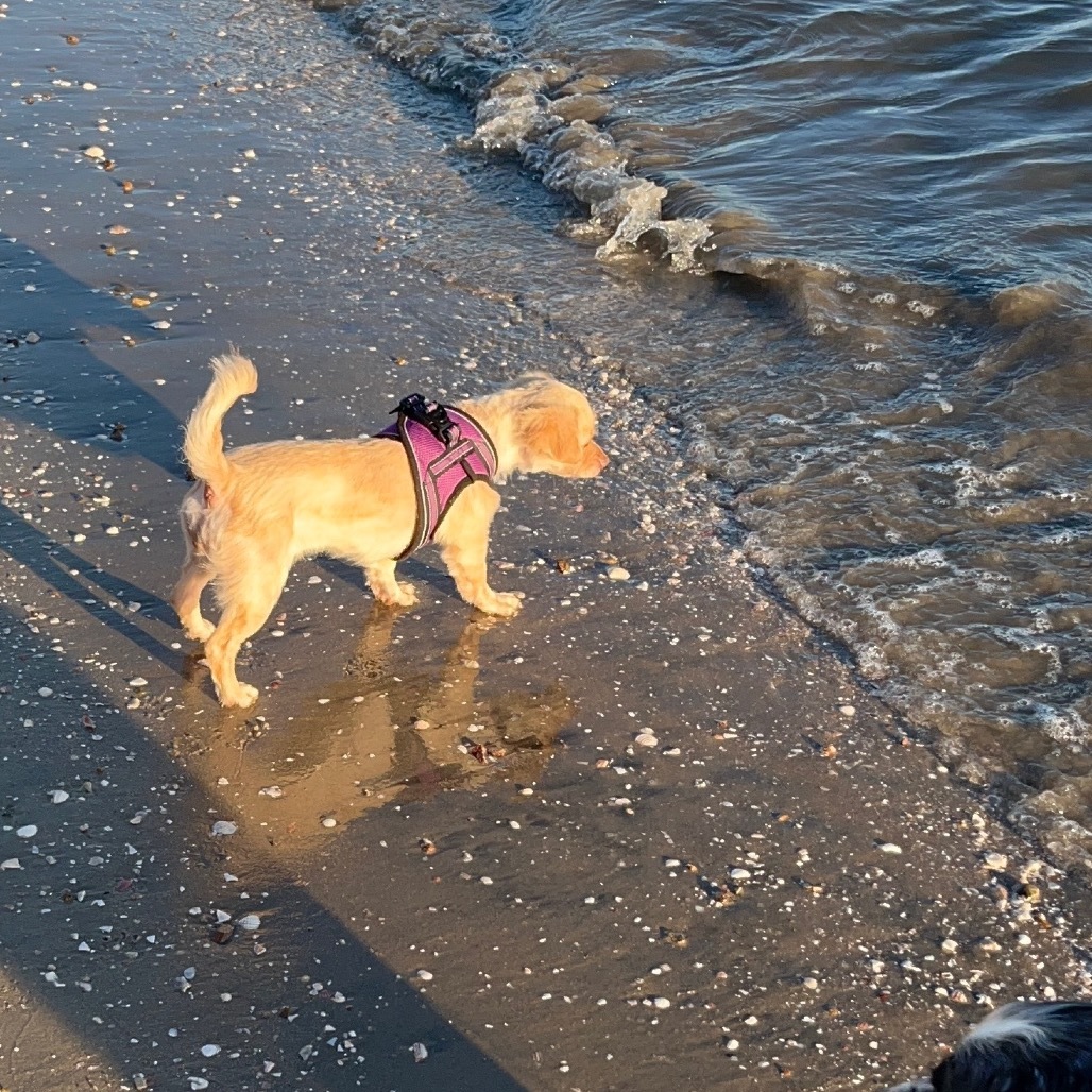 Bobbie, an adoptable Chihuahua, Spaniel in San Diego, CA, 92130 | Photo Image 6