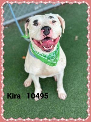 Kira(27) Pit Bull Terrier Dog