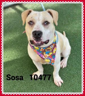 Sosa (831) Pit Bull Terrier Dog