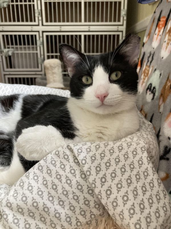 Pet Image