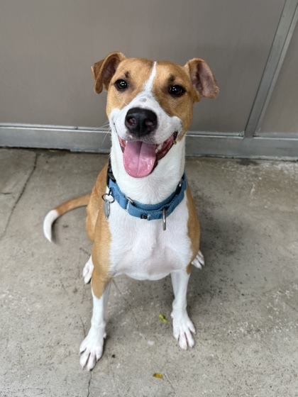 Leela, an adoptable Ibizan Hound, Mixed Breed in Honolulu, HI, 96826 | Photo Image 1