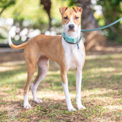 Leela, an adoptable Ibizan Hound, Mixed Breed in Honolulu, HI, 96826 | Photo Image 2