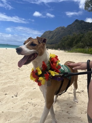 Leela, an adoptable Ibizan Hound, Mixed Breed in Honolulu, HI, 96826 | Photo Image 3