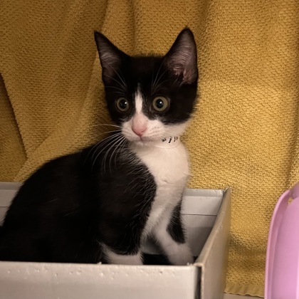 Pet Image