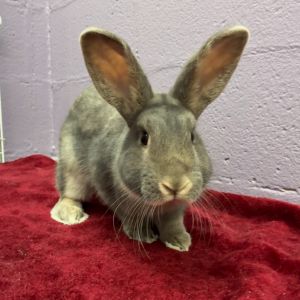 Priscilla, Baby Female Bunny Rabbit