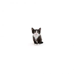 Sprite Domestic Short Hair Cat