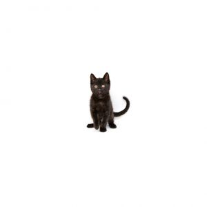 Jake Domestic Short Hair Cat