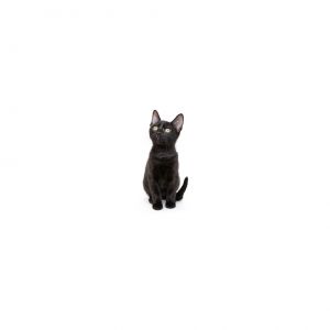Banana Domestic Short Hair Cat