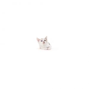 Zari is a young little girl who is ready for a family of their own All kittens 