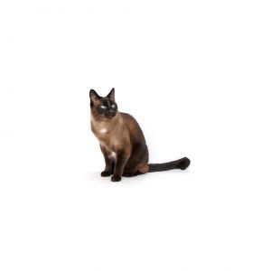 Meet Amy A beautiful Siamese chatter box with a quirky crooked tail A very confident cat she take