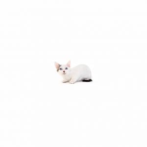 Bea is a young little girl who is ready for a family of their own All kittens h
