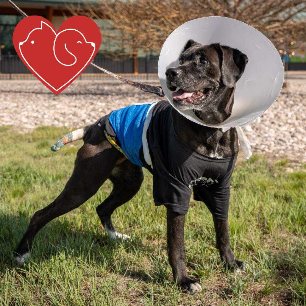 Bridgit, an adoptable Mixed Breed in Cheyenne, WY, 82007 | Photo Image 1