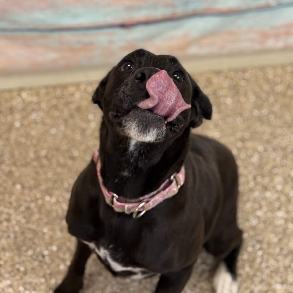 Bridgit, an adoptable Mixed Breed in Cheyenne, WY, 82007 | Photo Image 2