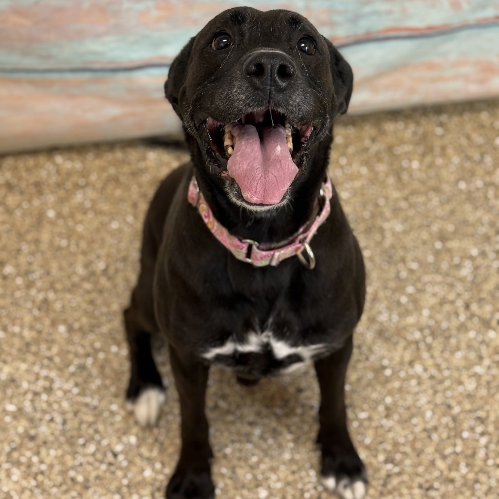 Bridgit, an adoptable Mixed Breed in Cheyenne, WY, 82007 | Photo Image 3