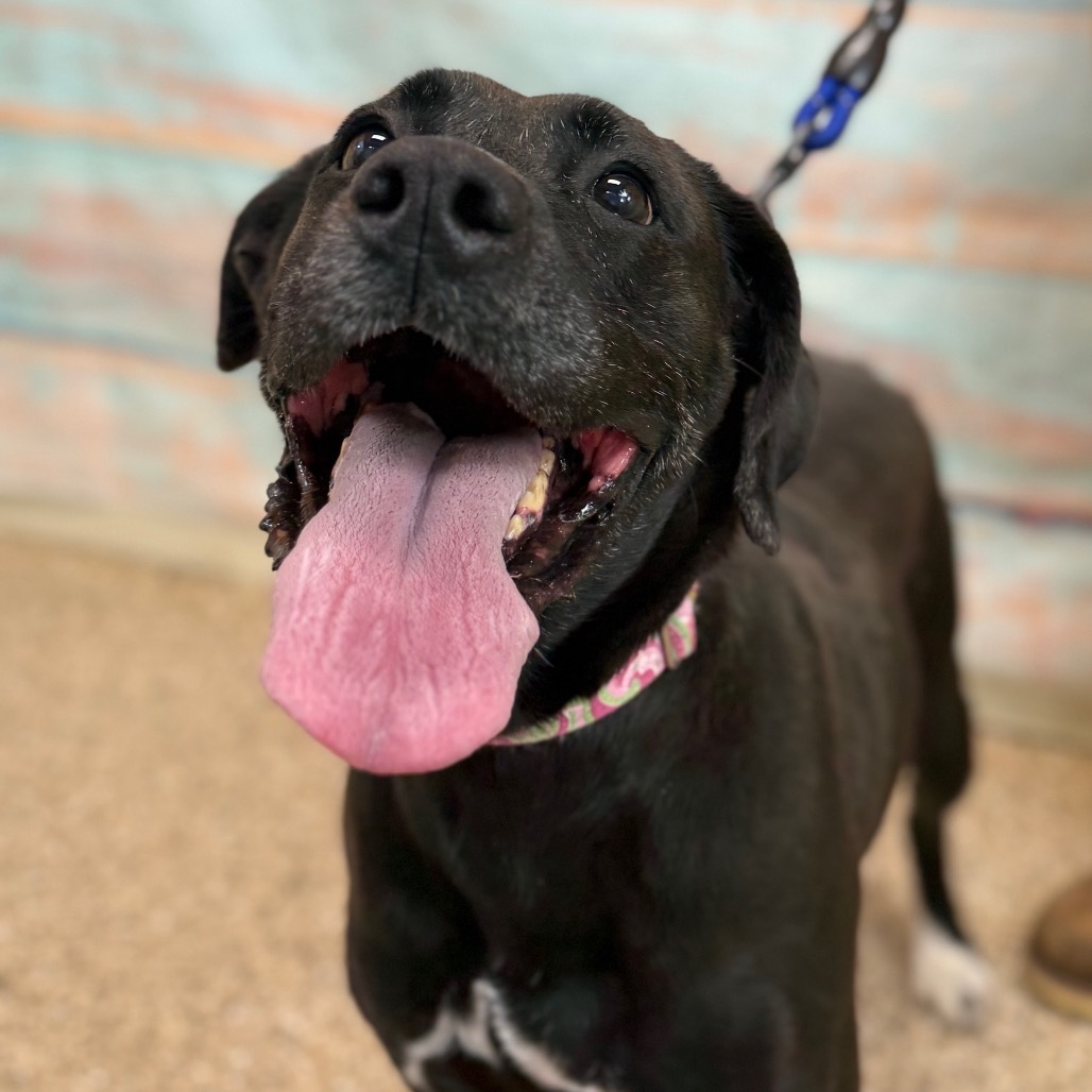 Bridgit, an adoptable Mixed Breed in Cheyenne, WY, 82007 | Photo Image 4