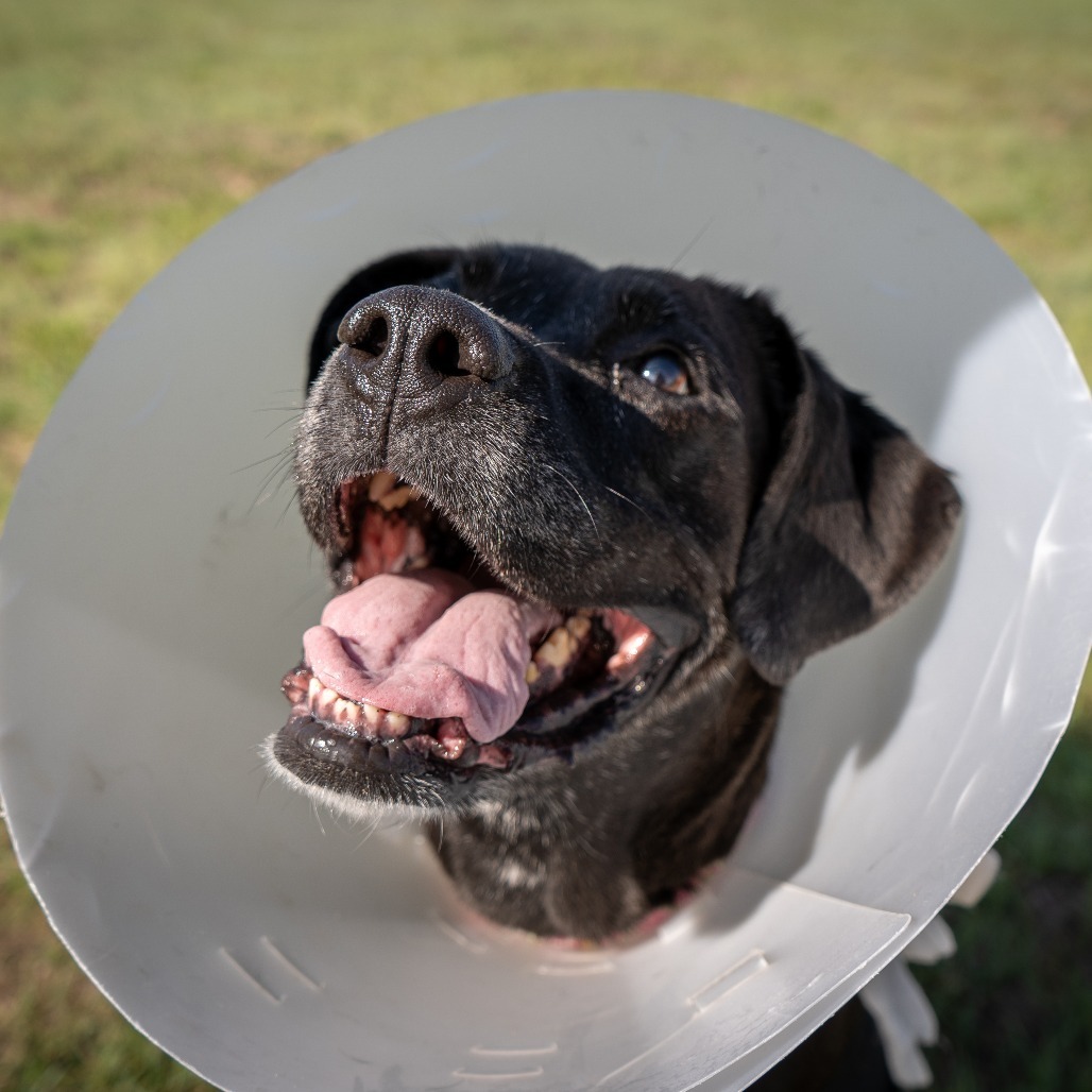 Bridgit, an adoptable Mixed Breed in Cheyenne, WY, 82007 | Photo Image 5