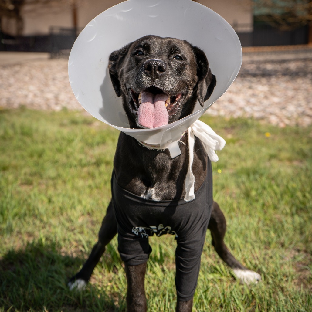 Bridgit, an adoptable Mixed Breed in Cheyenne, WY, 82007 | Photo Image 6
