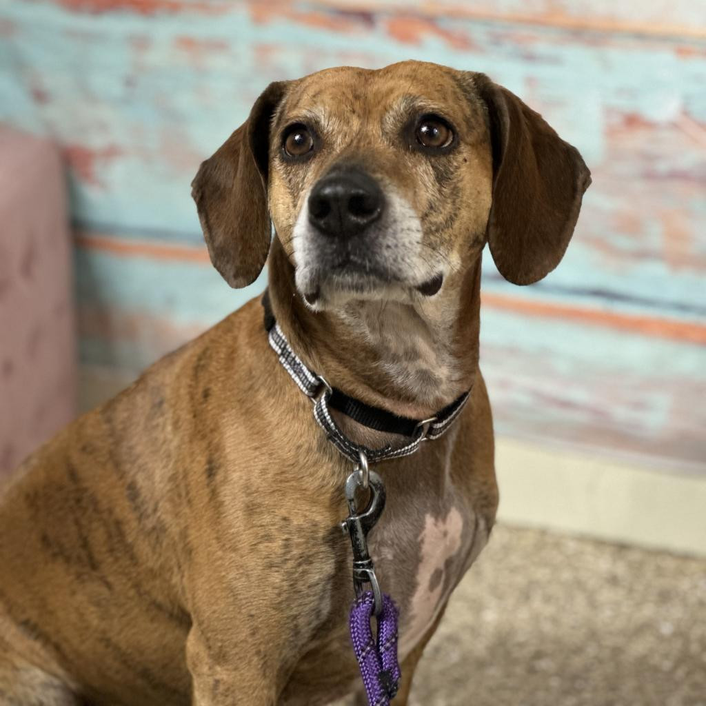 Sadie, an adoptable Mixed Breed in Cheyenne, WY, 82007 | Photo Image 1