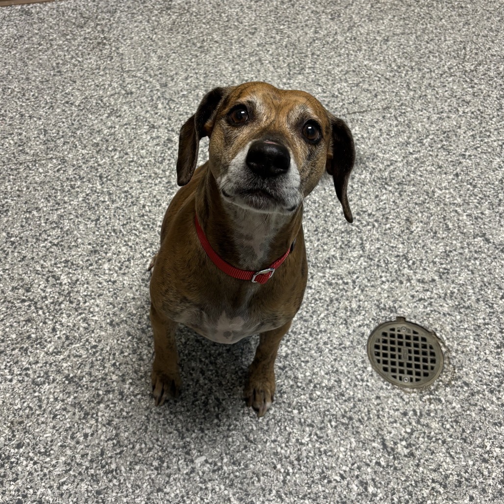 Sadie, an adoptable Mixed Breed in Cheyenne, WY, 82007 | Photo Image 2