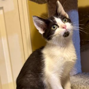 Livvy, Baby Female Domestic Short Hair