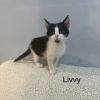 Livvy photo 3