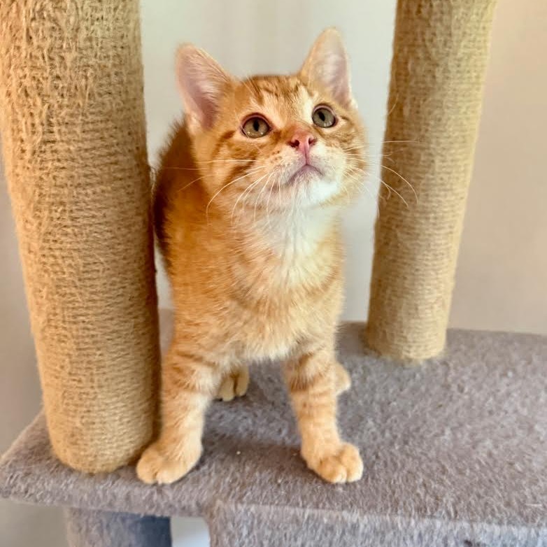 Sammy Whiskers (bonded with Tabby Twitchit)