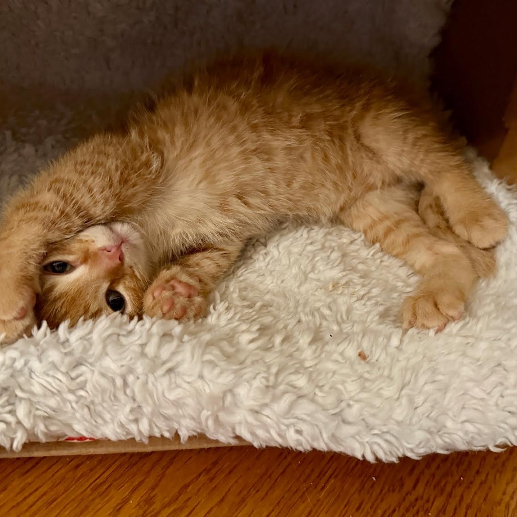 Sammy Whiskers (bonded with Tabby Twitchit)