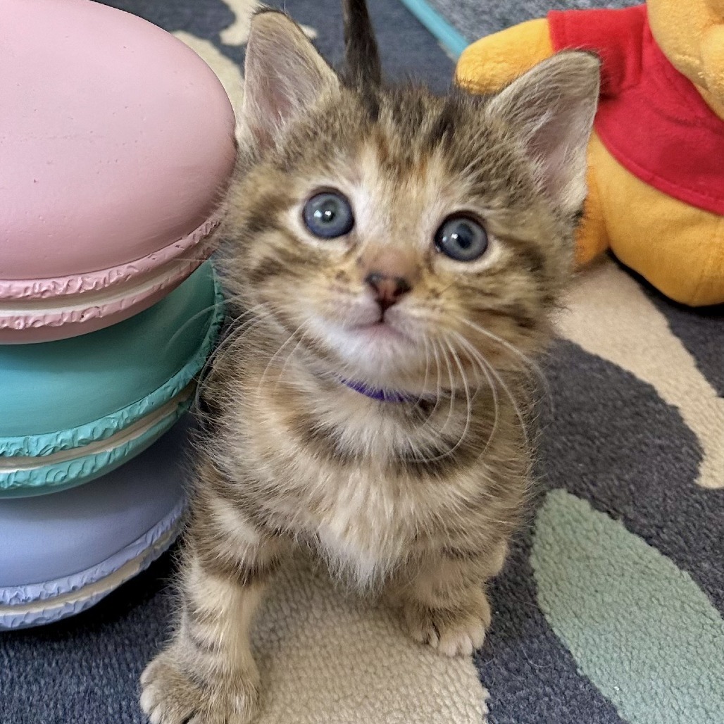 Mittens