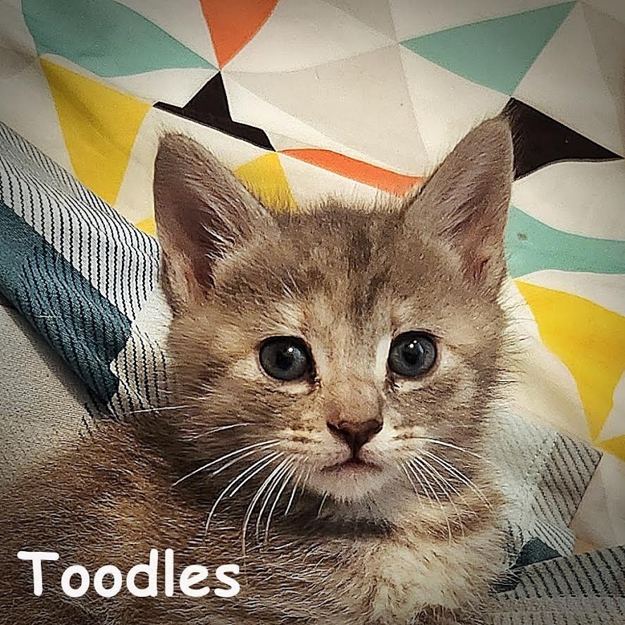 Toodles