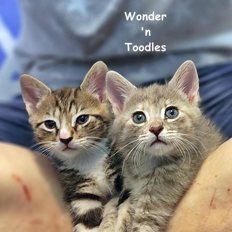 Toodles