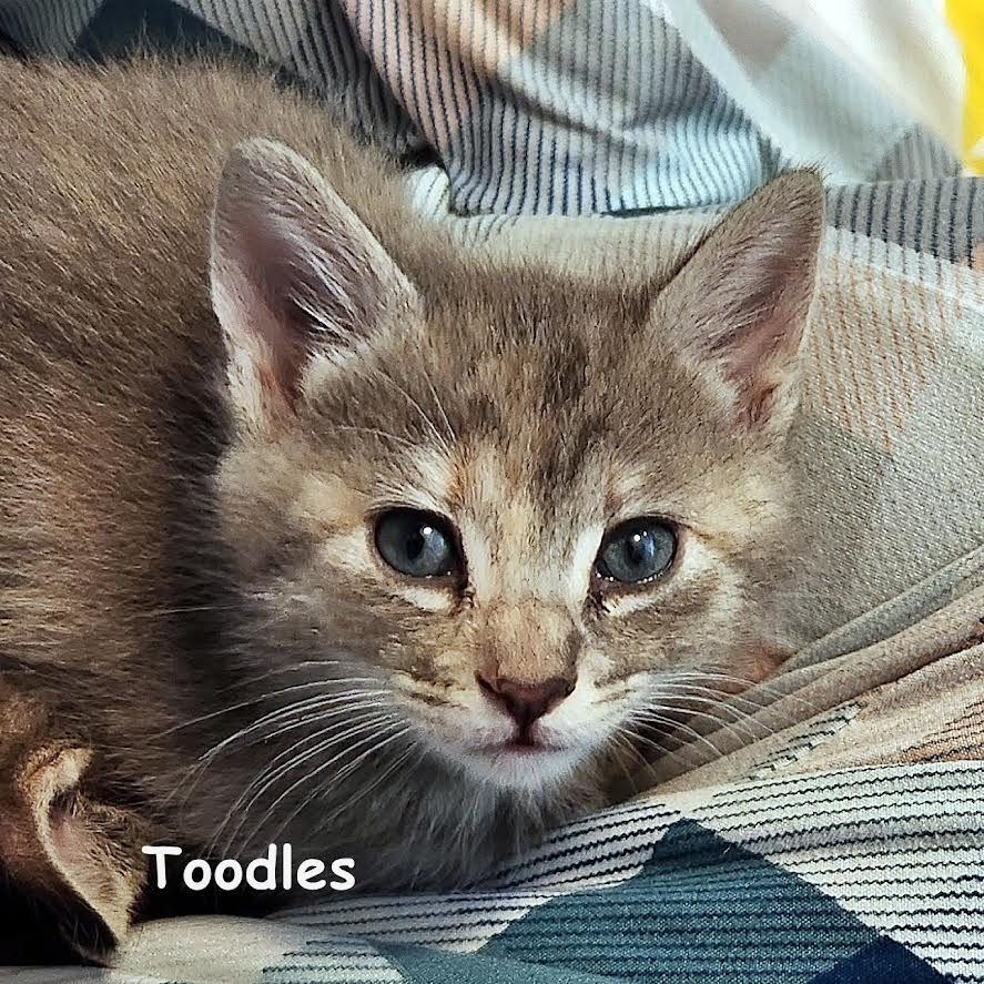 Toodles