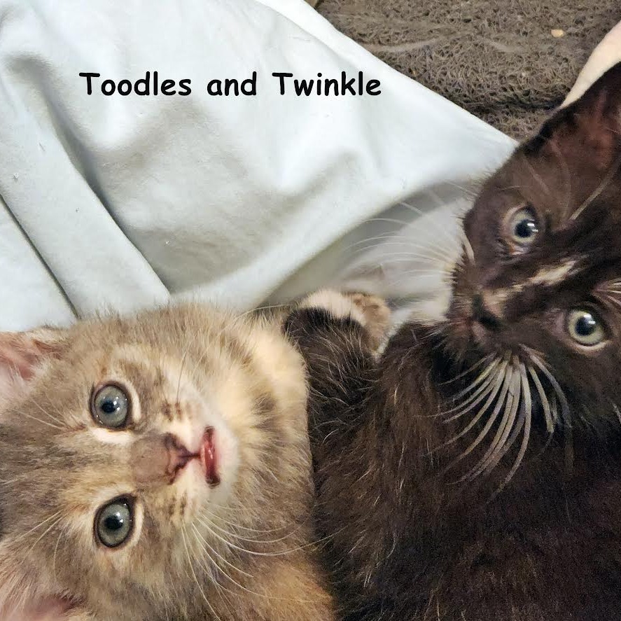Toodles