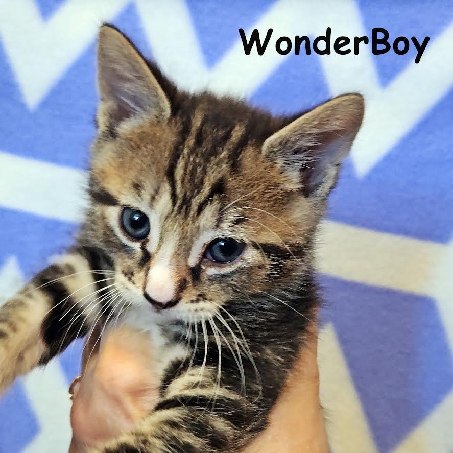 Wonder
