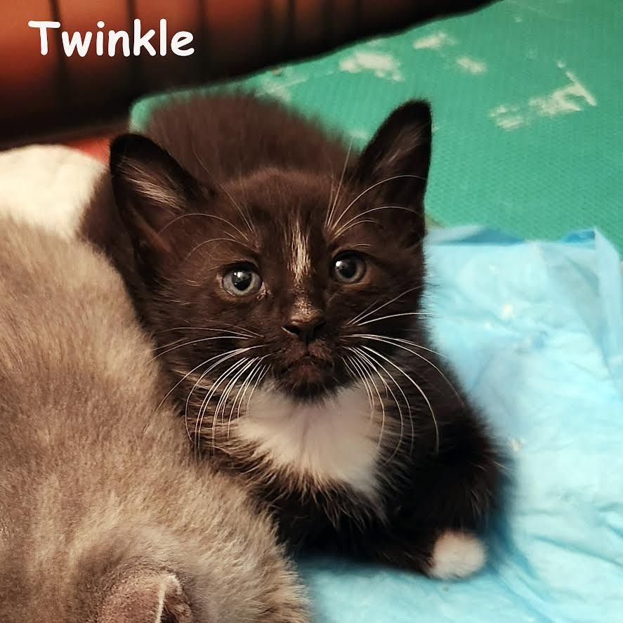 Twinkle
