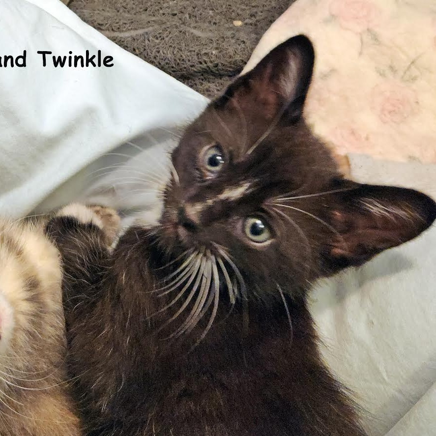 Twinkle