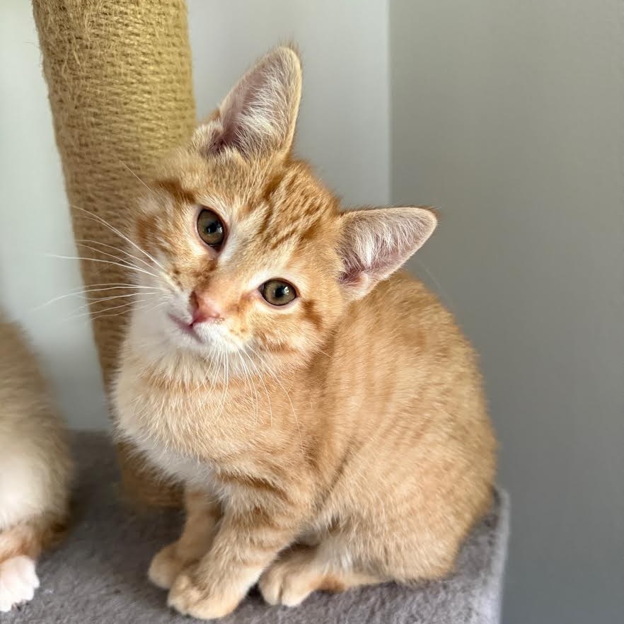 Tabby Twitchit (bonded with Sammy Whiskers)