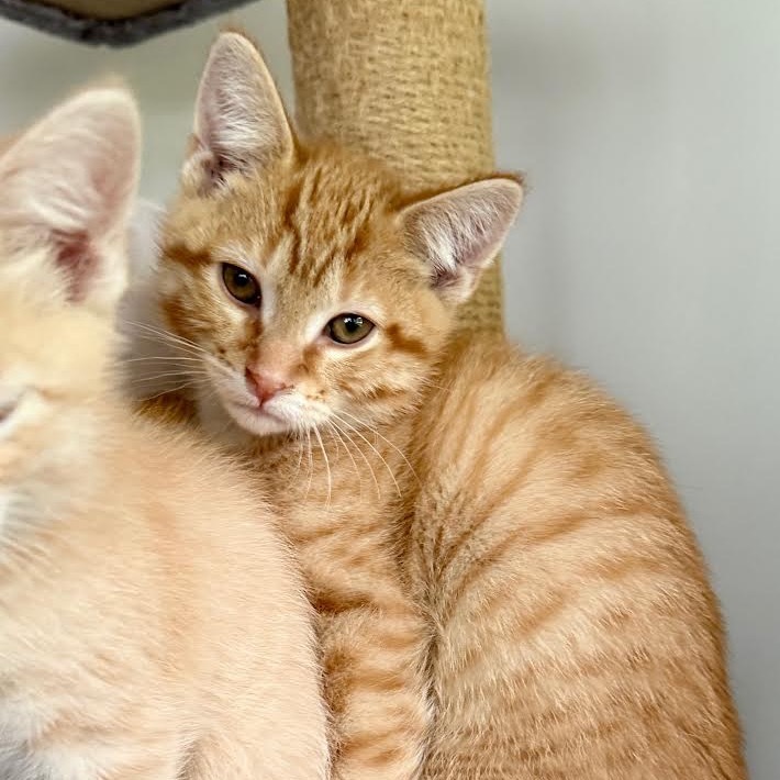 Tabby Twitchit (bonded with Sammy Whiskers)