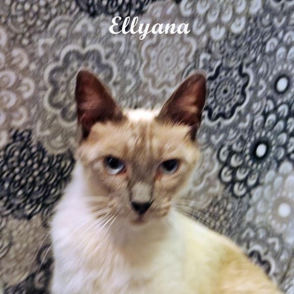 Ellyana thumbnail 6