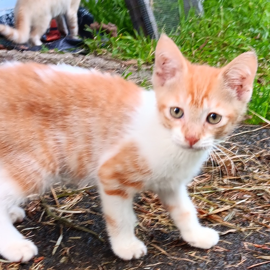 Chester (COH-A-64036)