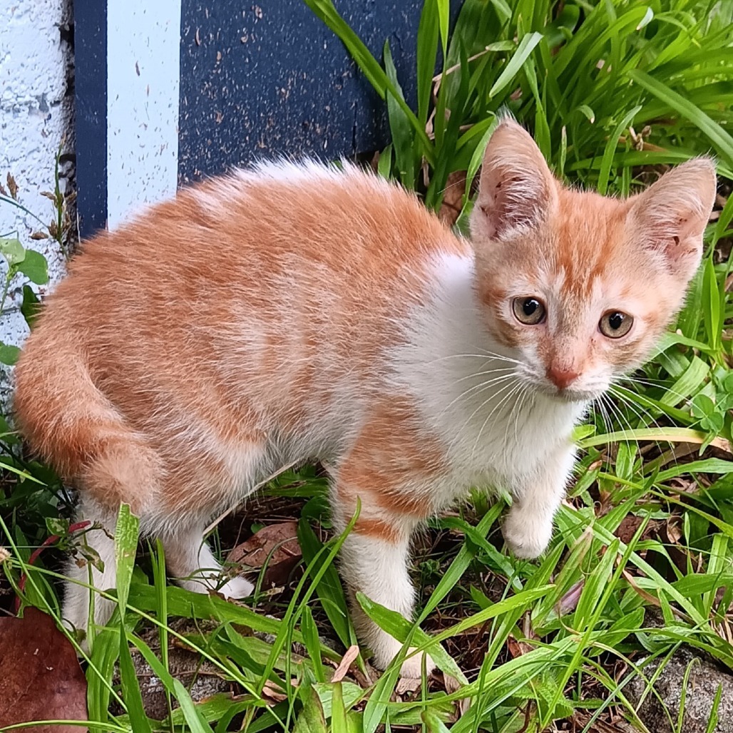 Chester (COH-A-64036)