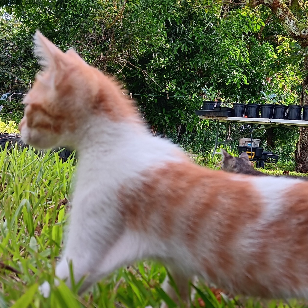 Chester (COH-A-64036)