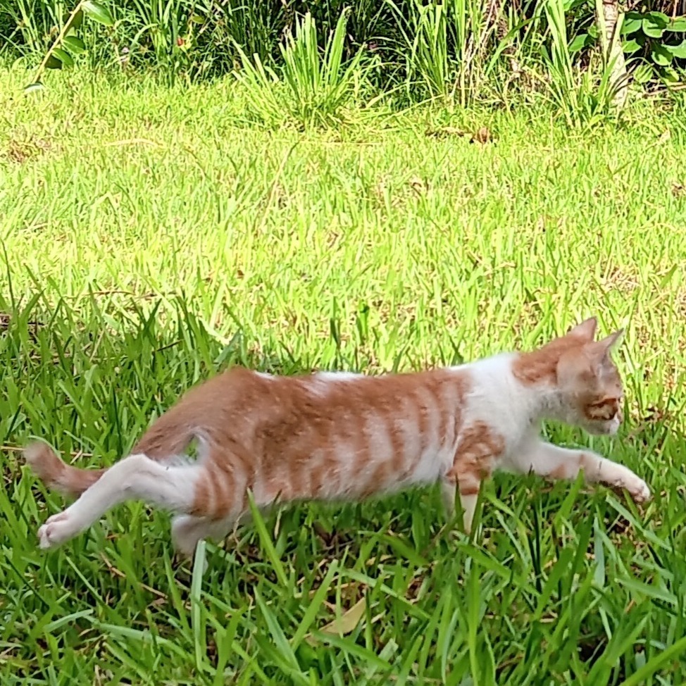 Chester (COH-A-64036)