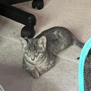 Blinky, Baby Male Domestic Short Hair