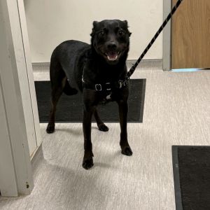 Louie, Adult Male unknown