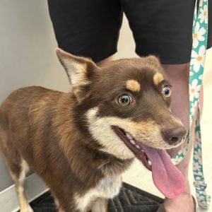 Burger Queen, Adult Female Mixed Breed