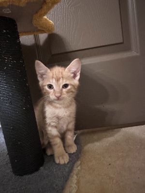sib Alto Cumulus Nimbus StratusThis playful funloving litter is our Cloud Litter - Alto Cirrus